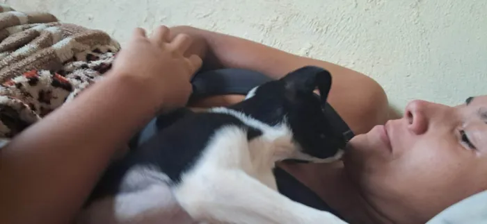 Cachorro ra a SRD-ViraLata idade 2 a 6 meses nome Malu (Maria Luiza)