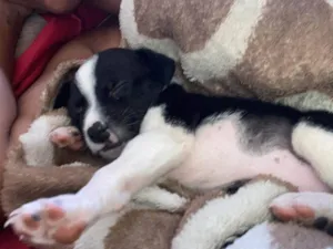 Cachorro raça SRD-ViraLata idade 2 a 6 meses nome Malu (Maria Luiza)