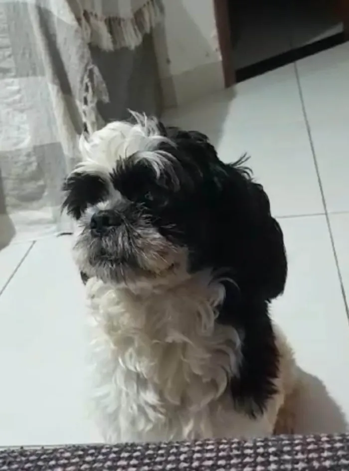 Cachorro ra a Shitzu idade 1 ano nome Panda