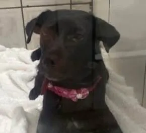 Cachorro ra a SRD-ViraLata idade 7 a 11 meses nome Pietra 