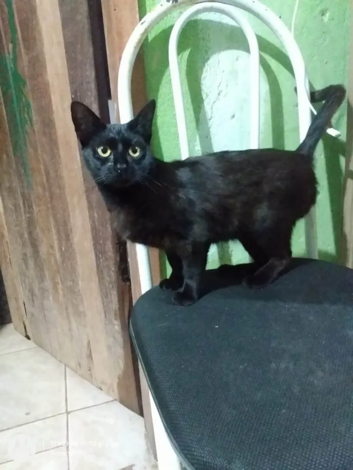 Gato ra a SRD-ViraLata idade 2 anos nome Dalila