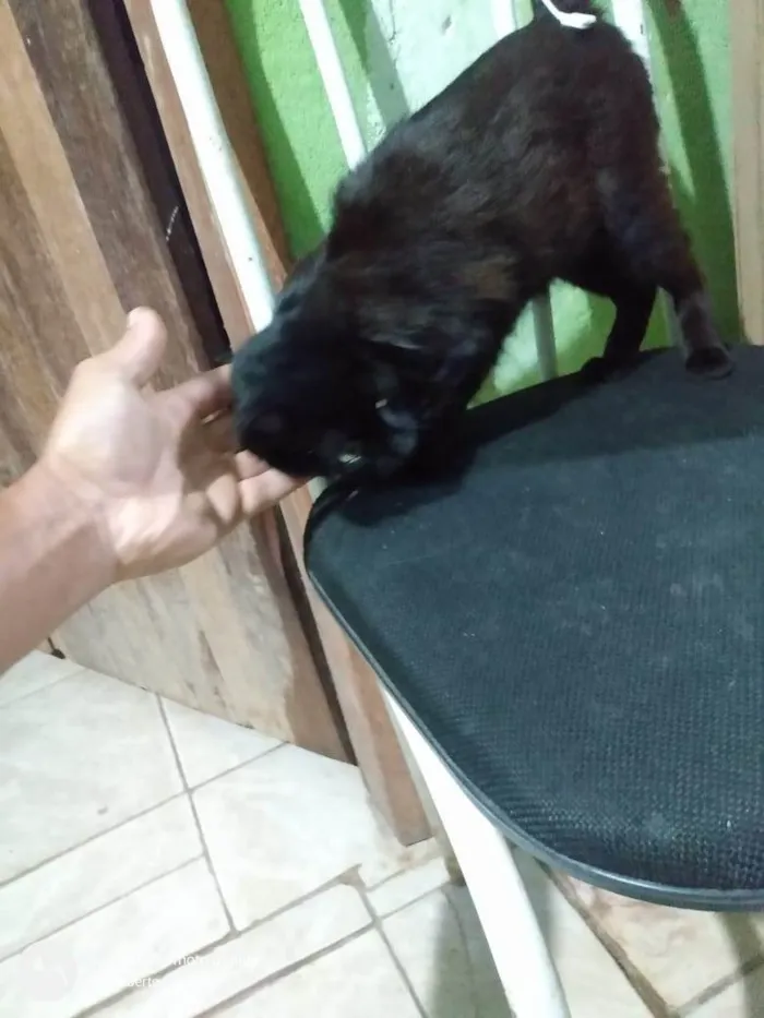 Gato ra a SRD-ViraLata idade 2 anos nome Dalila