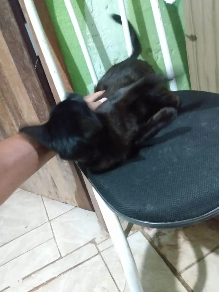 Gato ra a SRD-ViraLata idade 2 anos nome Dalila