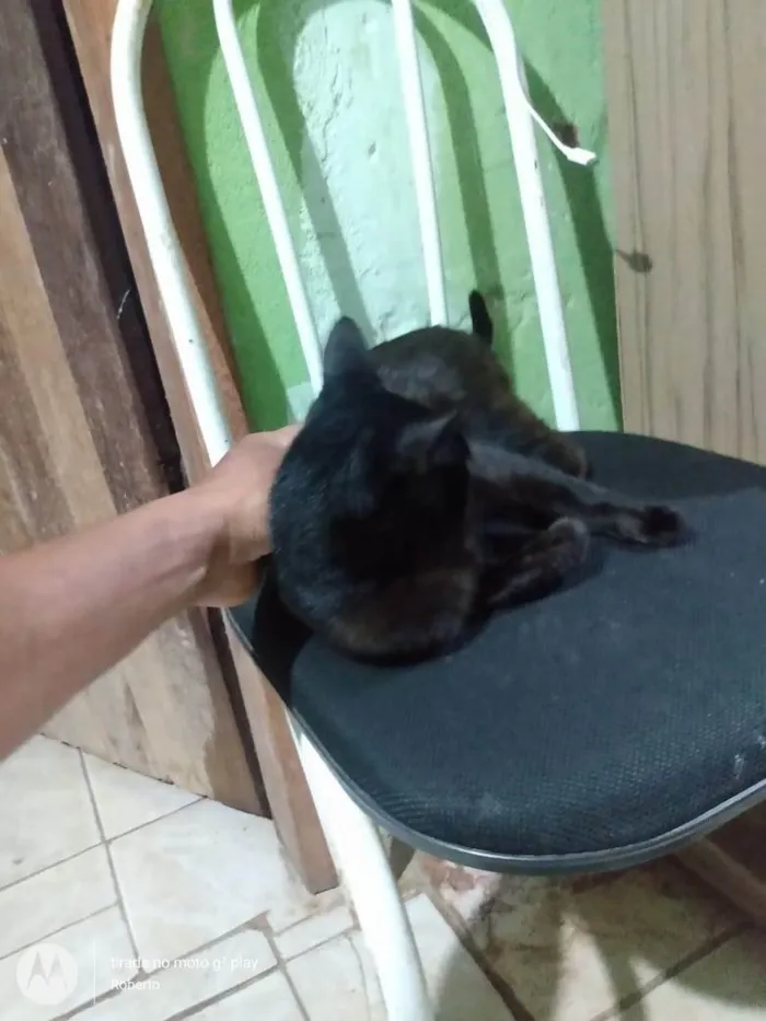 Gato ra a SRD-ViraLata idade 2 anos nome Dalila