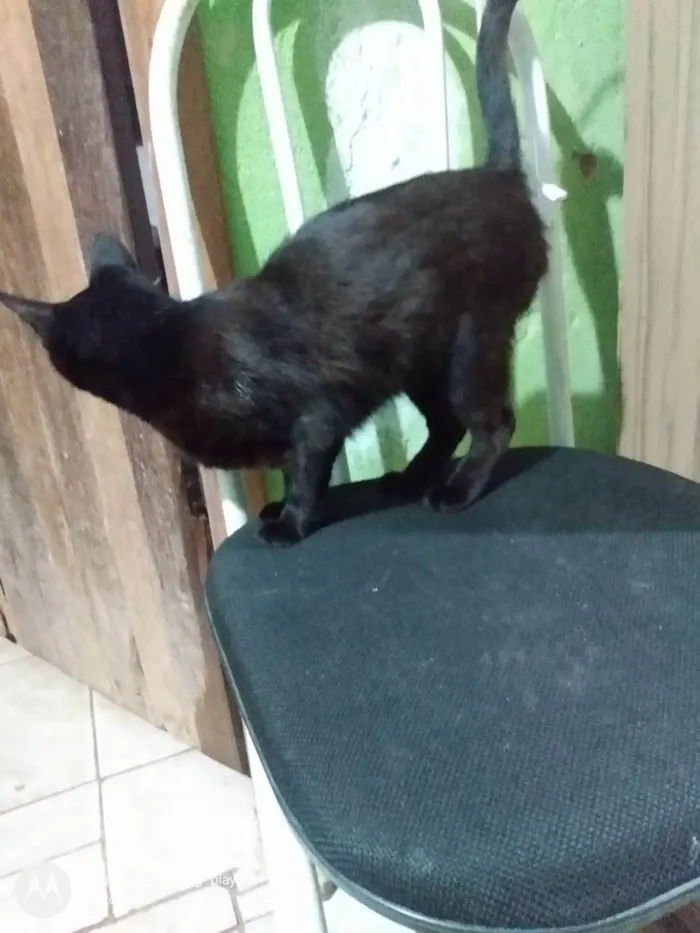 Gato ra a SRD-ViraLata idade 2 anos nome Dalila