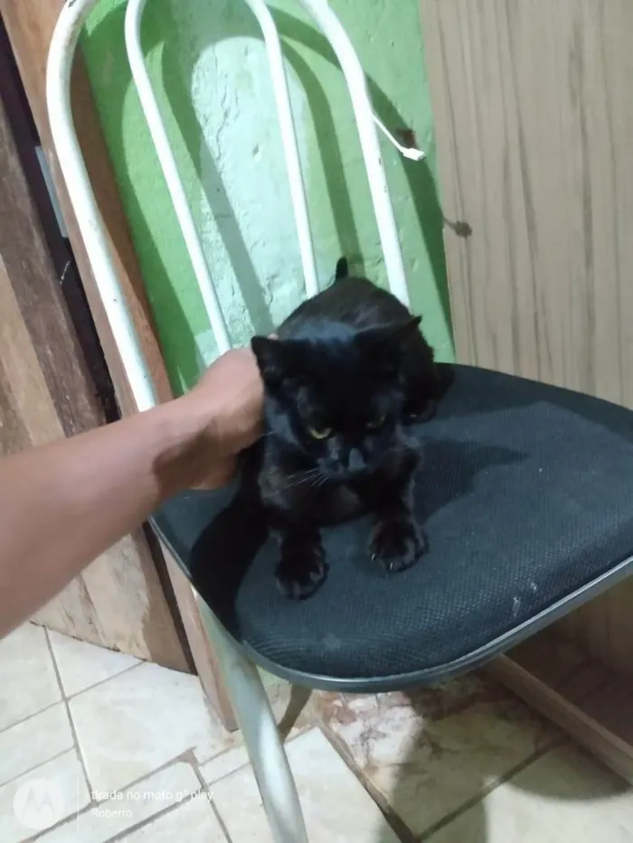 Gato ra a SRD-ViraLata idade 2 anos nome Dalila