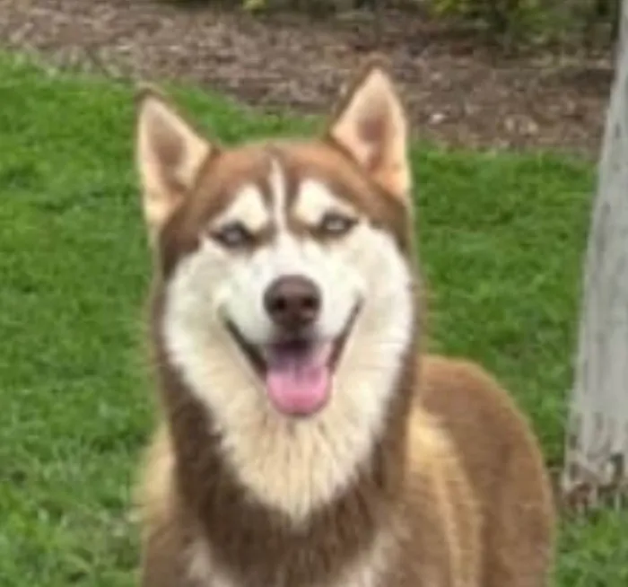 Cachorro ra a Husky Siberiano idade 3 anos nome Sushi 