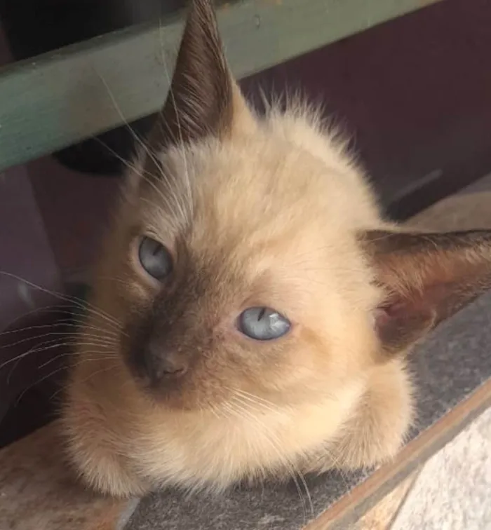 Gato ra a Siamês idade 2 a 6 meses nome Blue 