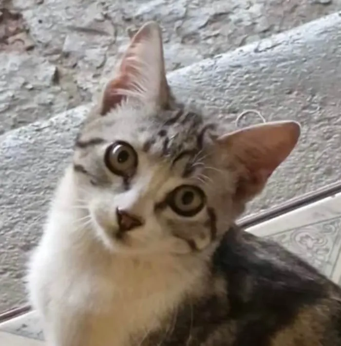 Gato ra a SRD-ViraLata idade 2 a 6 meses nome Otto 