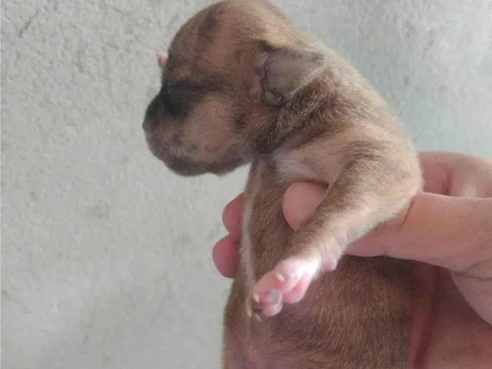 Cachorro ra a SRD-ViraLata idade Abaixo de 2 meses nome sem