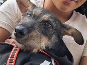 Cachorro raça SRD-ViraLata idade 7 a 11 meses nome Valentina 