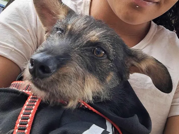 Cachorro ra a SRD-ViraLata idade 7 a 11 meses nome Valentina 