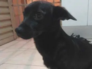 Cachorro raça SRD-ViraLata idade 7 a 11 meses nome Margo