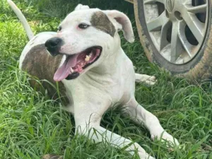 Cachorro raça Pit-Bull idade 2 anos nome Theo 