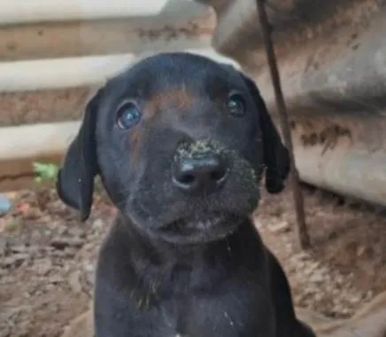 Cachorro ra a SRD-ViraLata idade 2 a 6 meses nome Caíque 