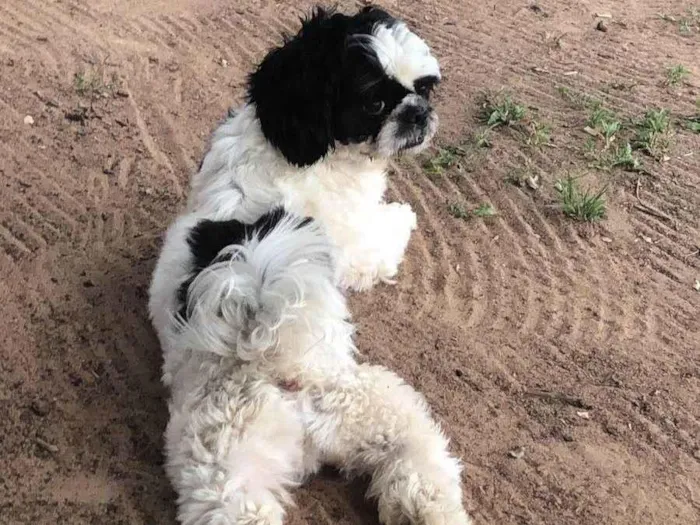 Cachorro ra a Shitzu idade 1 ano nome Panda