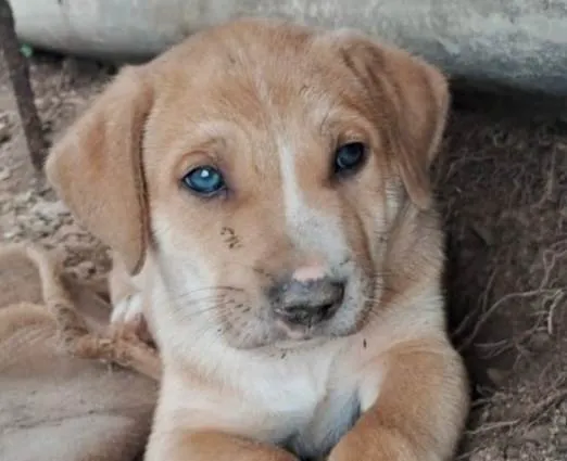 Cachorro ra a SRD-ViraLata idade 2 a 6 meses nome Chico 