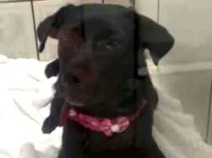 Cachorro raça SRD-ViraLata idade 7 a 11 meses nome Pietra 