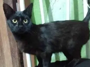 Gato raça SRD-ViraLata idade 2 anos nome Dalila