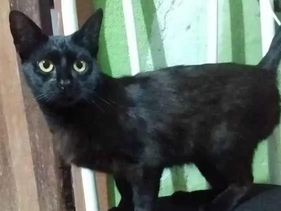 Gato ra a SRD-ViraLata idade 2 anos nome Dalila