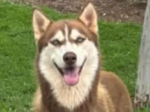 Cachorro raça Husky Siberiano idade 3 anos nome Sushi 