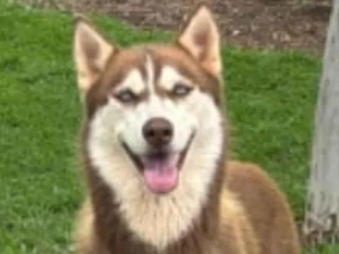 Cachorro ra a Husky Siberiano idade 3 anos nome Sushi 