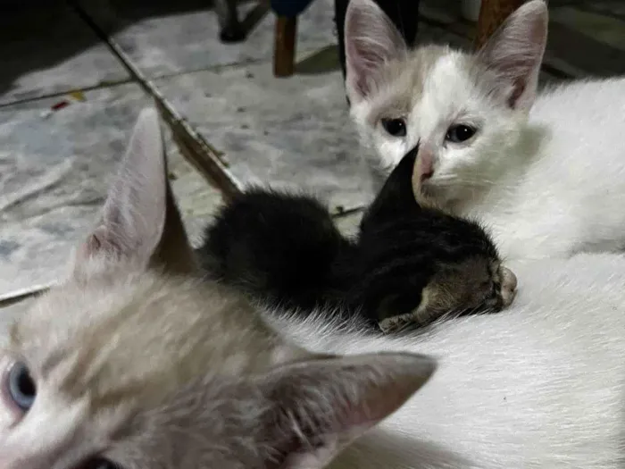 Gato ra a Exótico idade 7 a 11 meses nome Nao tem 