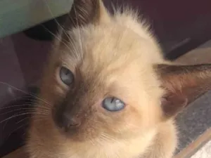 Gato raça Siamês idade 2 a 6 meses nome Blue 