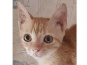 Gato raça SRD-ViraLata idade 2 a 6 meses nome Nick 