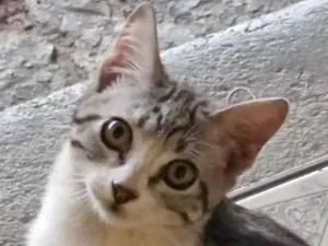 Gato raça SRD-ViraLata idade 2 a 6 meses nome Otto 