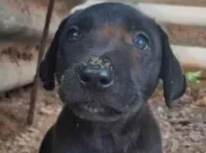 Cachorro raça SRD-ViraLata idade 2 a 6 meses nome Caíque 