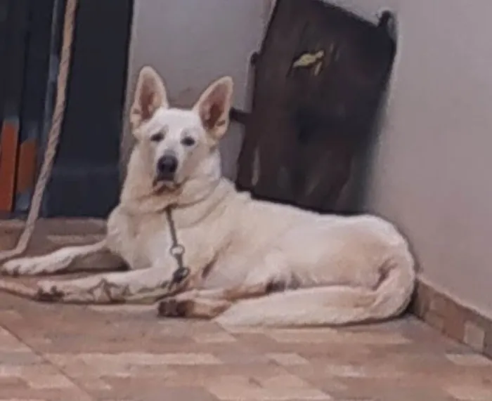 Cachorro ra a Pastor Alemão idade 5 anos nome Thor