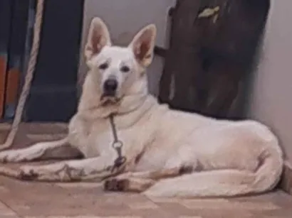 Cachorro raça Pastor Alemão idade 5 anos nome Thor