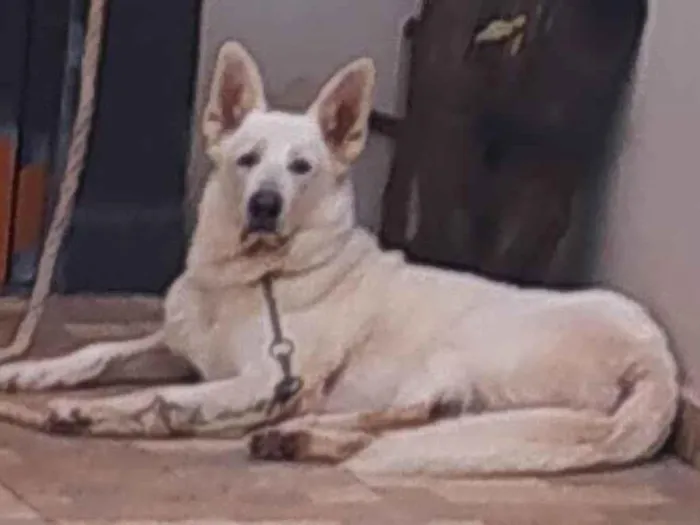 Cachorro ra a Pastor Alemão idade 5 anos nome Thor