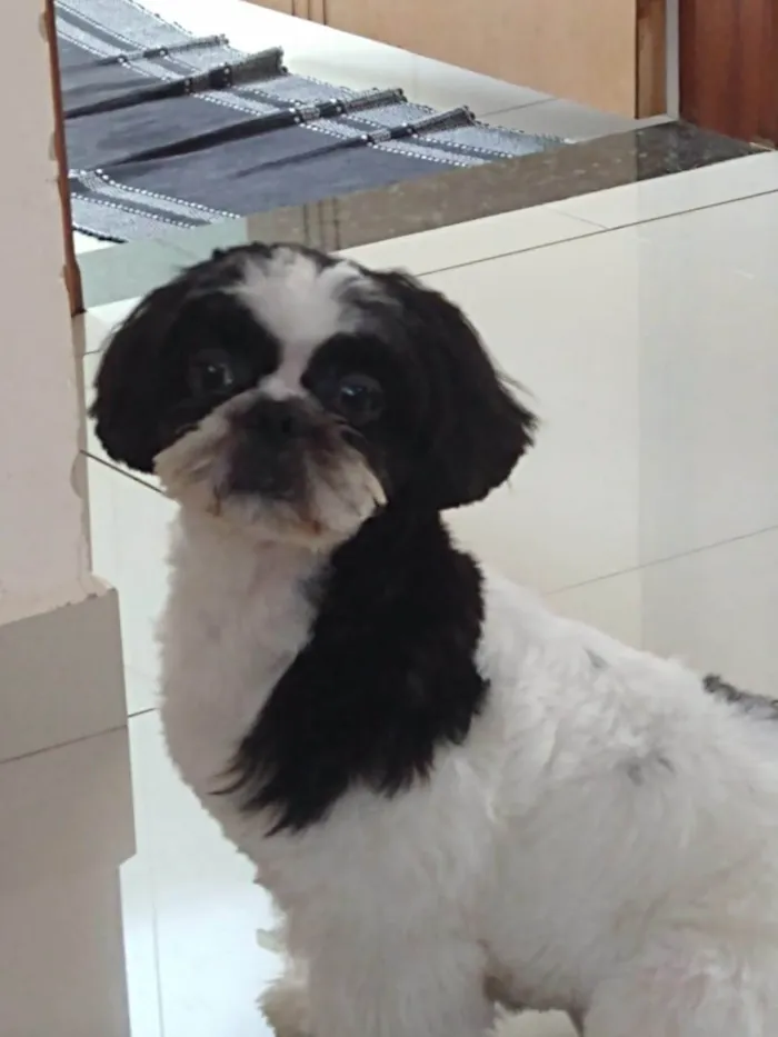 Cachorro ra a Shitzu idade 1 ano nome Panda