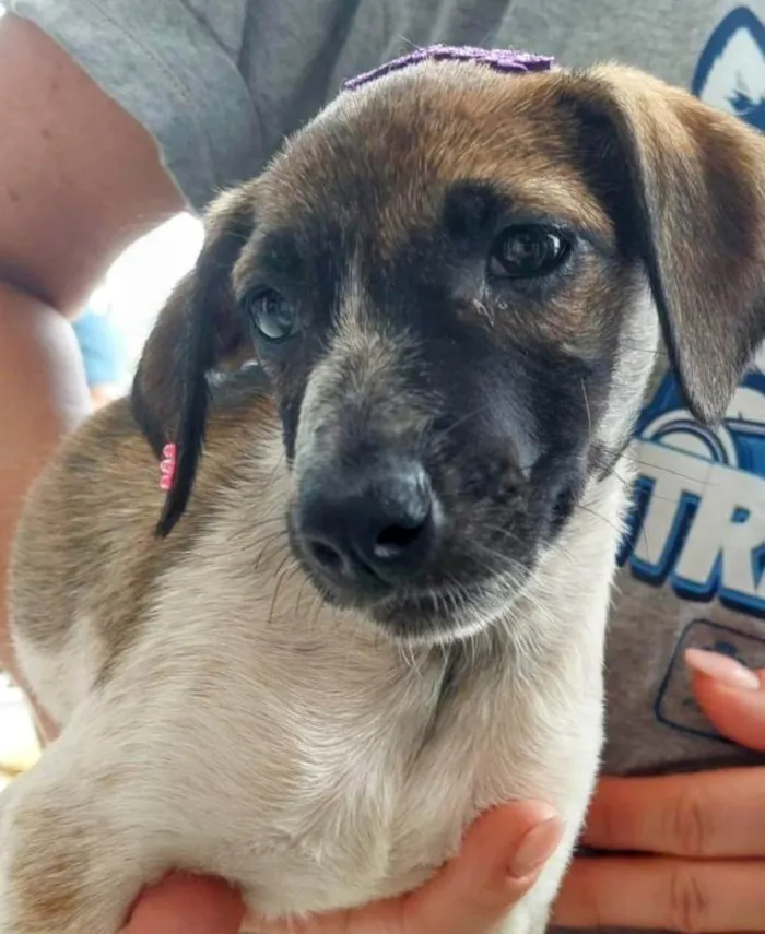 Cachorro ra a SRD-ViraLata idade 2 a 6 meses nome Bananinha 