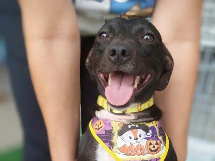 Cachorro ra a SRD-ViraLata idade 2 anos nome Feijão 