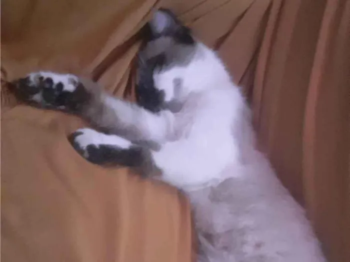 Gato ra a SRD-ViraLata idade 2 a 6 meses nome Bolinha 