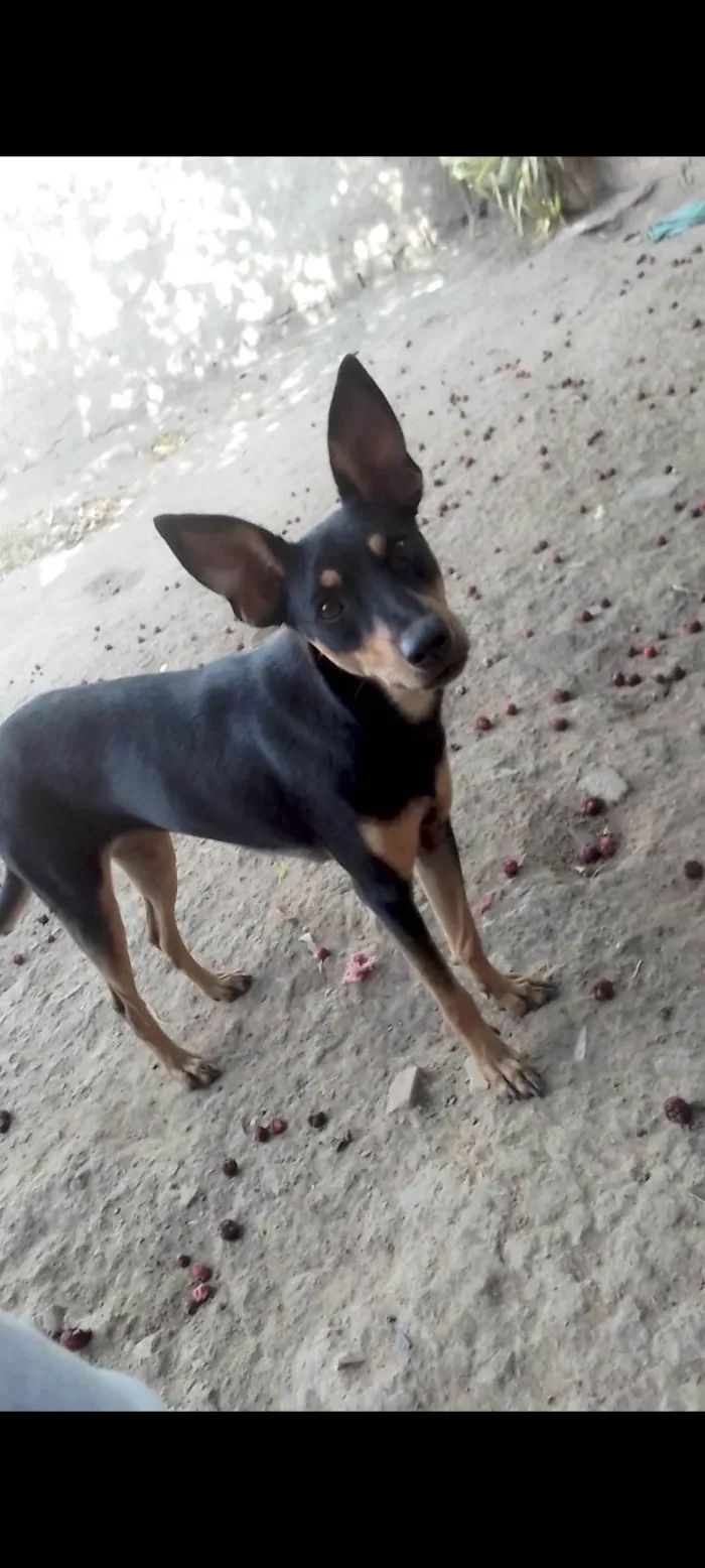 Cachorro ra a SRD-ViraLata idade 1 ano nome Mel