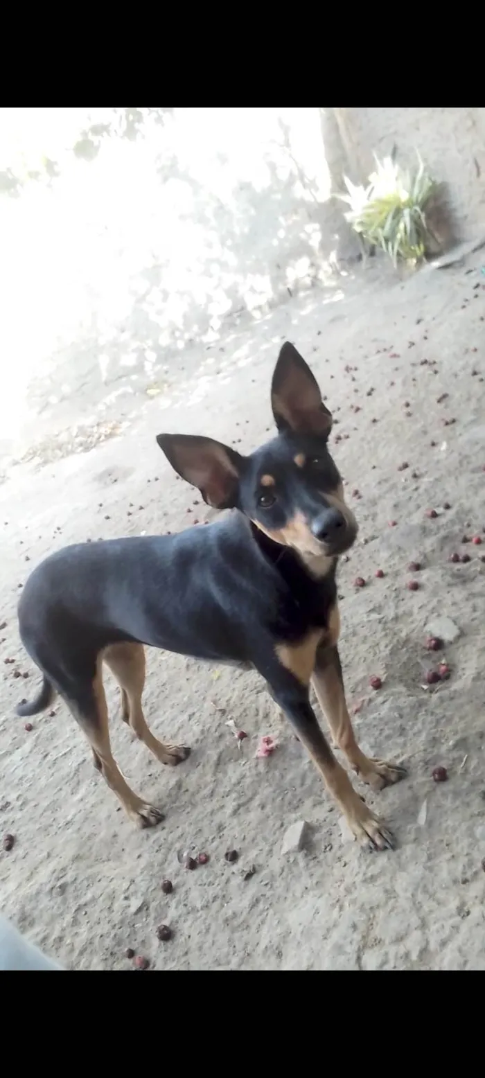 Cachorro ra a SRD-ViraLata idade 1 ano nome Mel