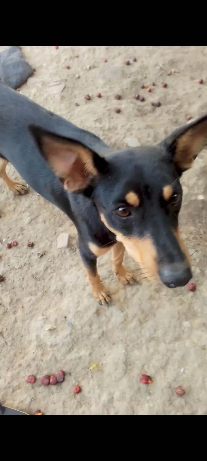 Cachorro ra a SRD-ViraLata idade 1 ano nome Mel