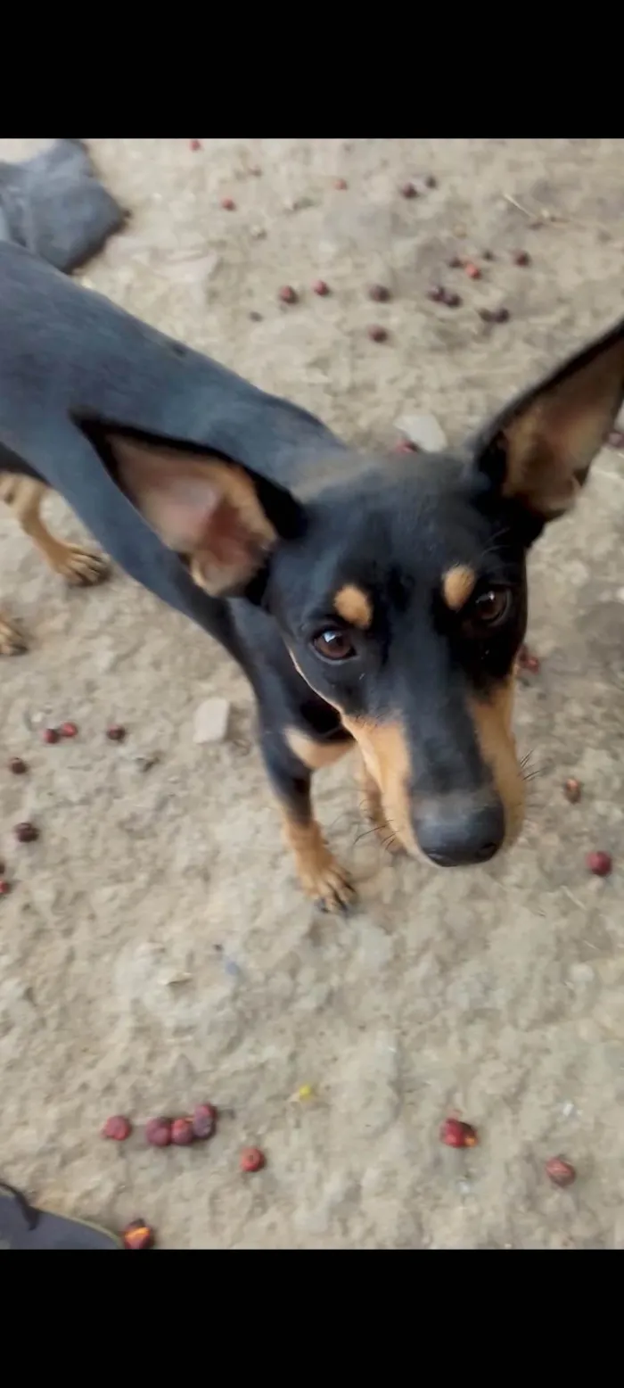 Cachorro ra a SRD-ViraLata idade 1 ano nome Mel