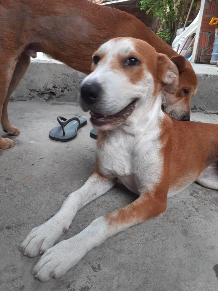 Cachorro ra a SRD-ViraLata idade 7 a 11 meses nome Safira