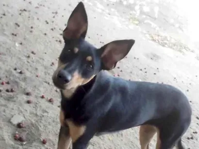 Cachorro raça SRD-ViraLata idade 1 ano nome Mel