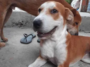 Cachorro raça SRD-ViraLata idade 7 a 11 meses nome Safira