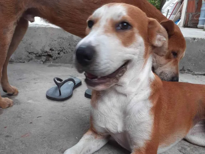 Cachorro ra a SRD-ViraLata idade 7 a 11 meses nome Safira