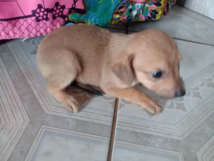 Cachorro ra a SRD-ViraLata idade 2 a 6 meses nome Não tem ainda 