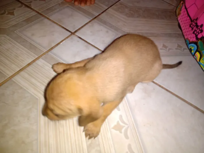 Cachorro ra a SRD-ViraLata idade 2 a 6 meses nome Sem nome 