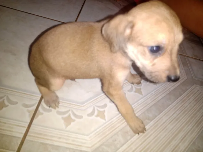 Cachorro ra a SRD-ViraLata idade 2 a 6 meses nome Sem nome 