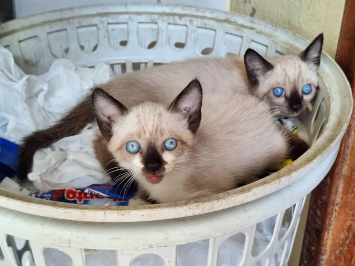 Gato ra a SRD-ViraLata idade 2 a 6 meses nome Filhotes